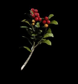 Candleberries