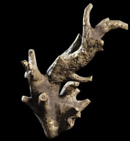 Fossilized Lightning