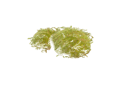 Moss