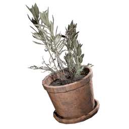 Potted Plant
